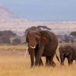 elephants afrique