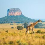 afrique 1