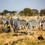 afrique 2