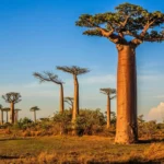 afrique 4