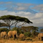 afrique 6